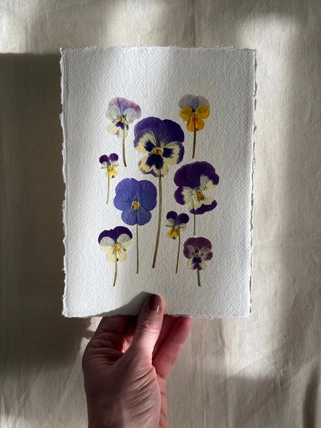 Hand holding pressed pansy flowers placed onto cotton rag paper in multiple colours