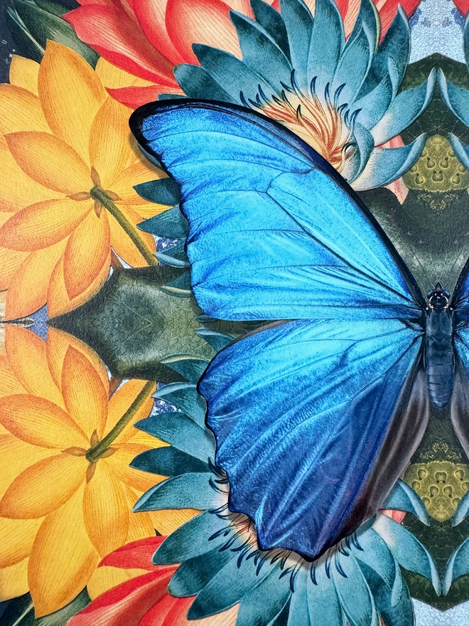 Close up detail of the blue morpho butterfly wing