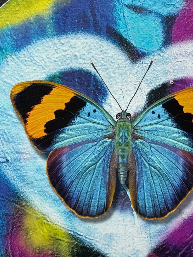 Close up details of butterfly blue butterfly painting and spray paint love heart