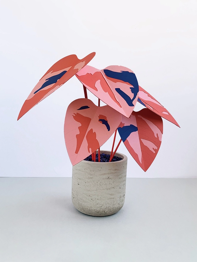 Colourful paper plant by Brazen Botany