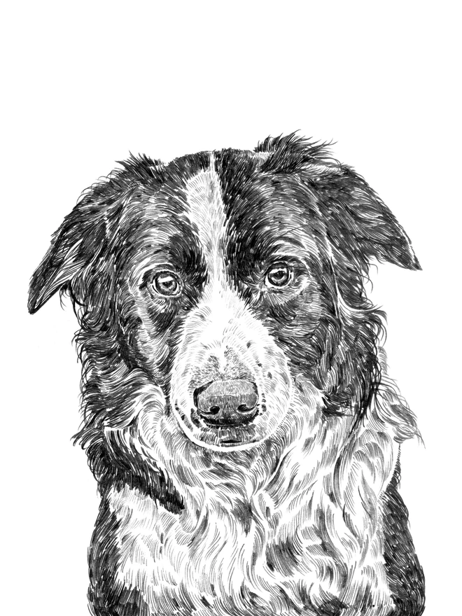 Detail of border collie dog art print