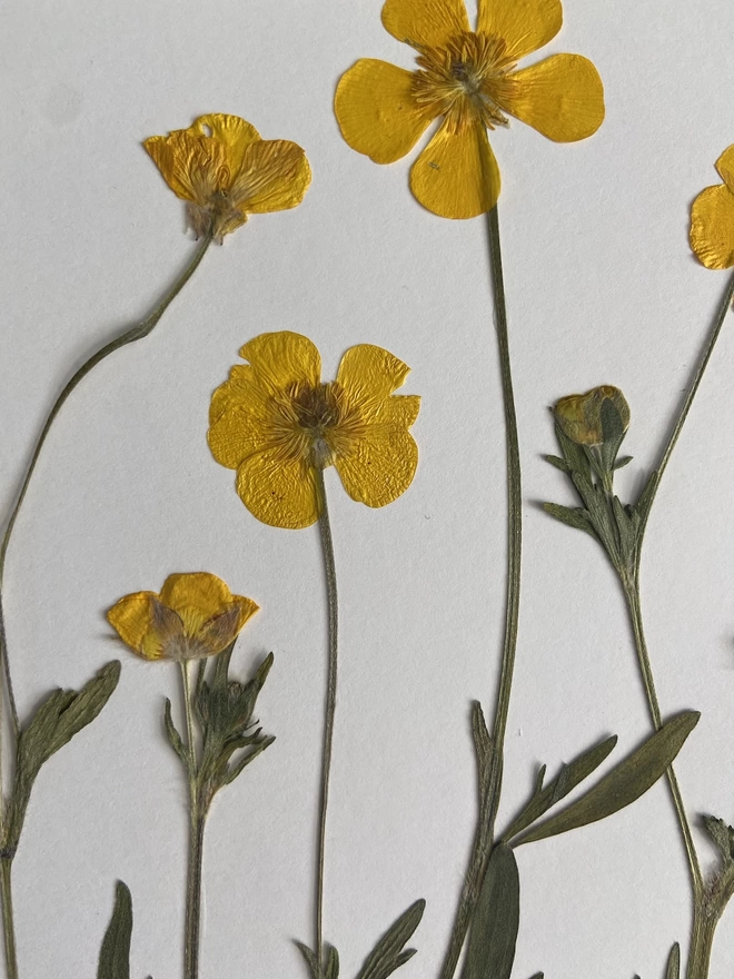 Close up of five buttercup flowers