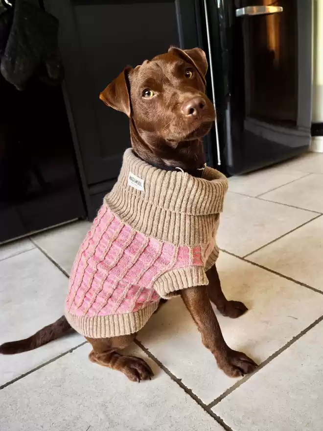 PATTERDALE IN A PINK JUMPER