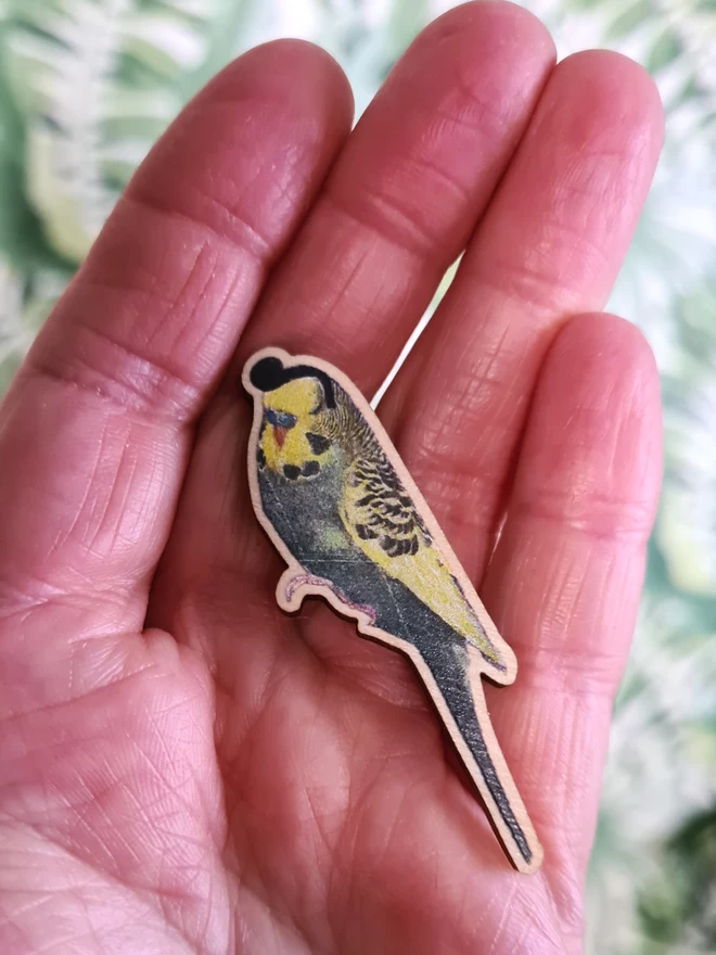 Budgie with a quiff wooden pin seen in a hand.