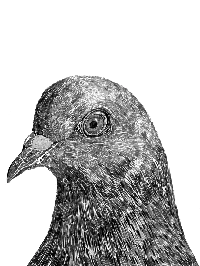 Detail of pigeon art print