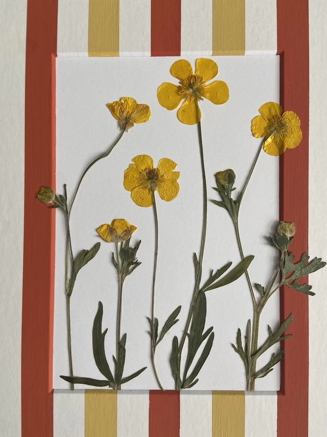 Close of five buttercup flowers mounted on striped mount