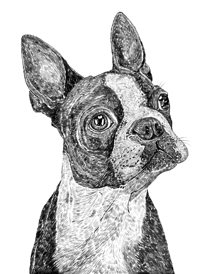 Detail of boston terrier dog art print
