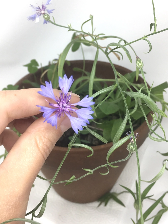 A cornflower grown from Ruby & Bo plantable paper