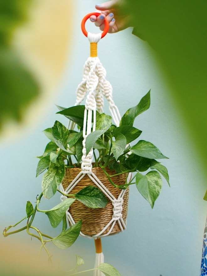 Orange and yellow plant hanger with large plant pot
