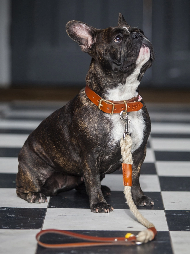 French Bulldog in Rope and Leather Dog Lead
