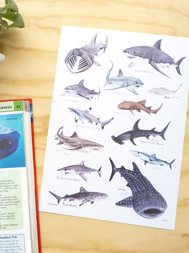 a print with a white background featuring a selection of sharks