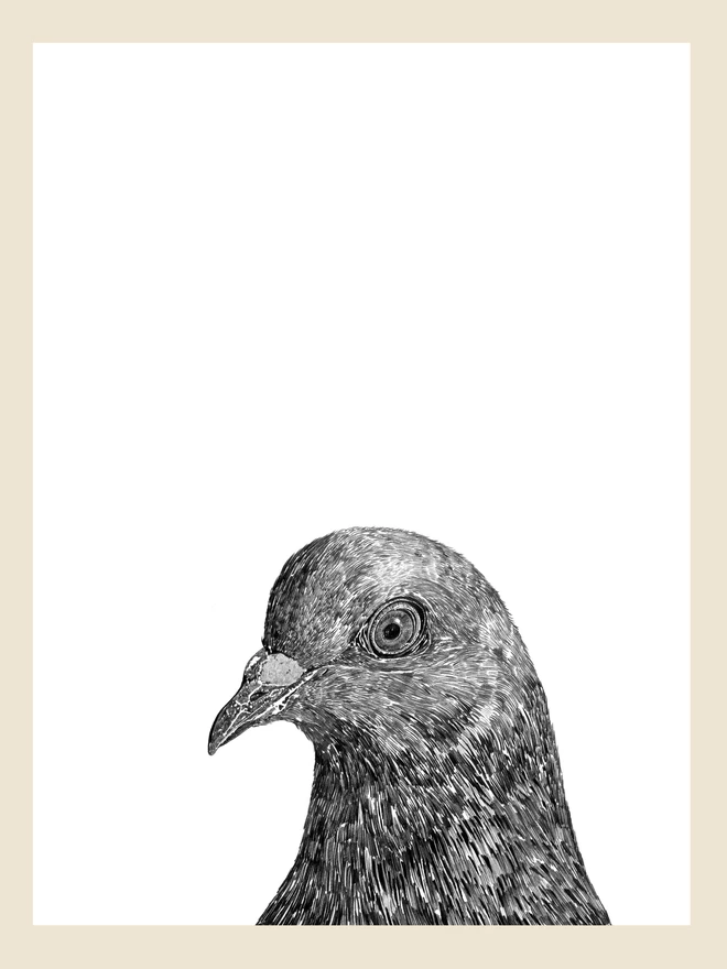 Artwork of pigeon art print