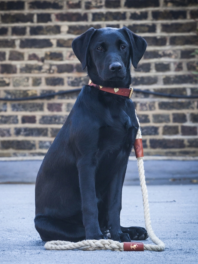 Labrador in Leather and Rope Dog Lead