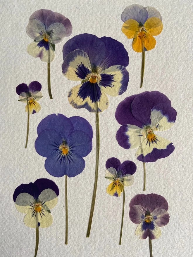 Close up of multiple pressed pansy flowers laid on cotton rag paper