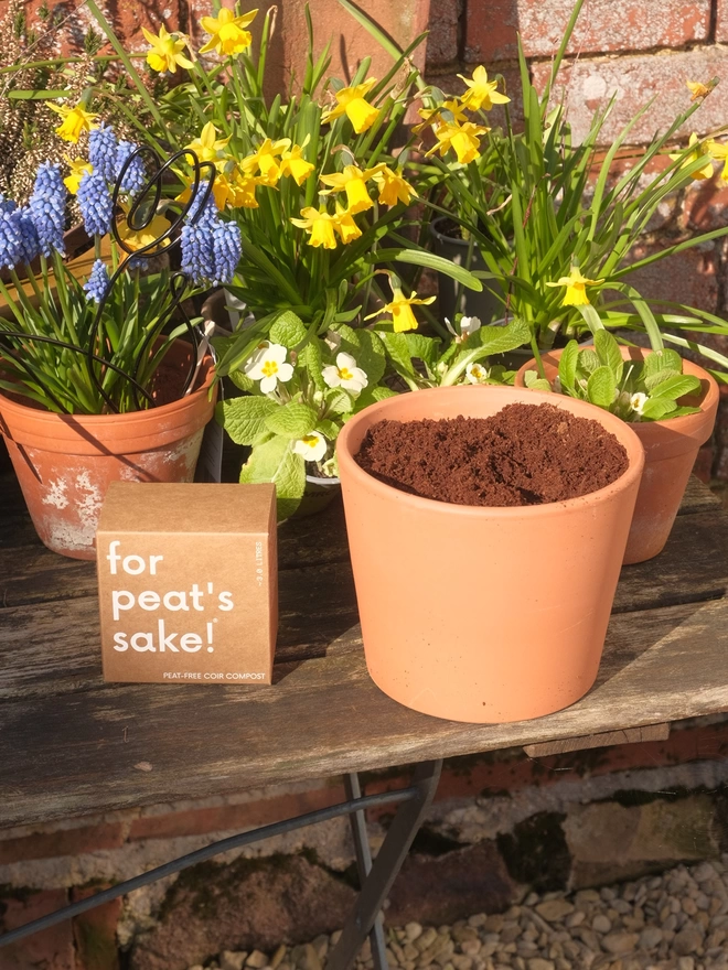 for peat's sake! peat-free coir compost in terracotta pot outdoors with flower pots