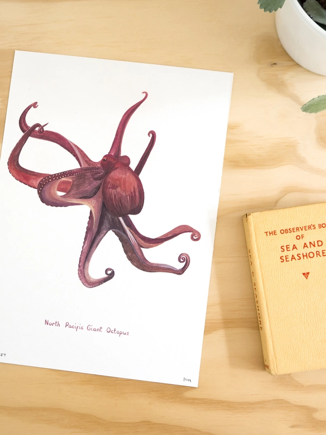 Illustration print of a North Pacific Giant Octopus on a white background on some wood next to an Observer Book