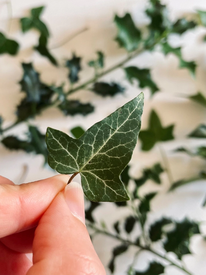 Thumb and forefinger holding detailed Ivy leaf close-up with background of Holly and Ivy leaves on white card
