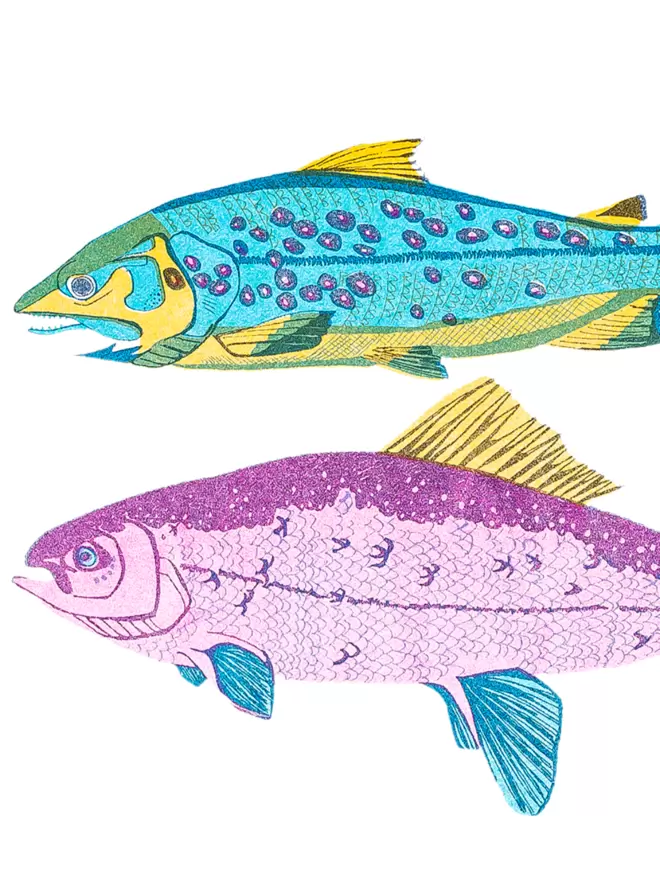 Close-up, detailed shot: 2 blue and pink fish 