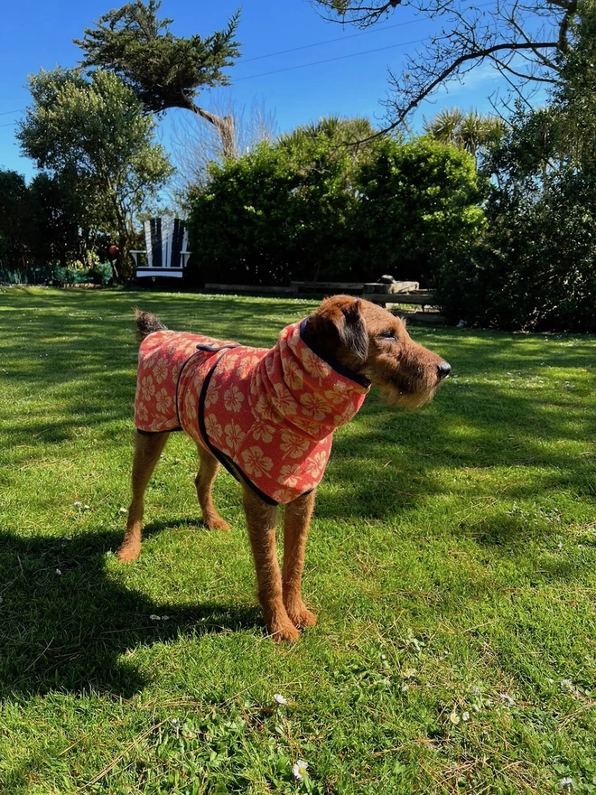 Peach Hibiscus flower dog drying robe. 100% absorbent cotton. Popper fastening, tail hole and fully belly coverage.  