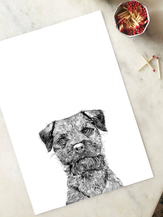 Border terrier art print
