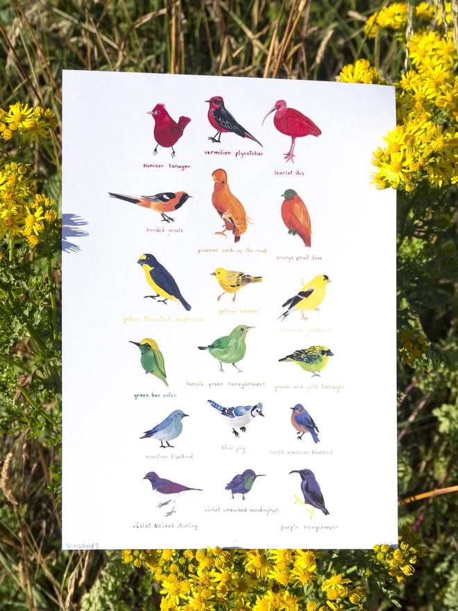 a print with a white background featuring a rainbow of colourful illustrated birds