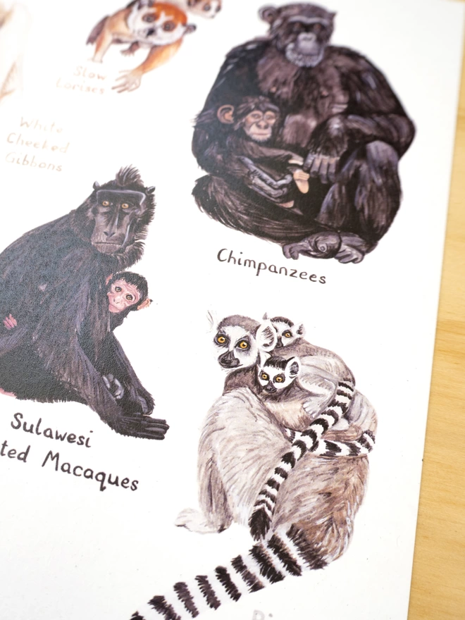 a close up of the print featuring a chimpanzee, a macaque and a ring tailed lemur and their babies