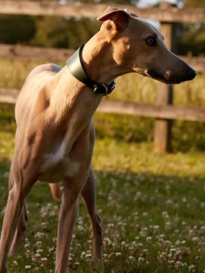 Hound Leather Dog Collar - Green