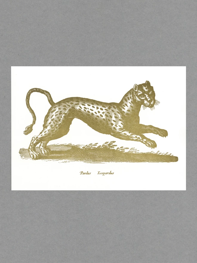 Poster of a gold leopard with text reading 'Pardus Leopardus' on white paper