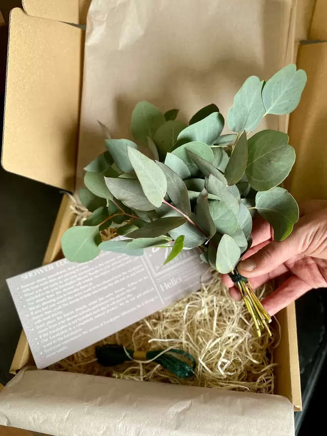 A bundle of eucalyptus is held by hand over a brown shallow cardboard box filled with shredded straw filling. the eucalyptus is tied together with twine to hang.