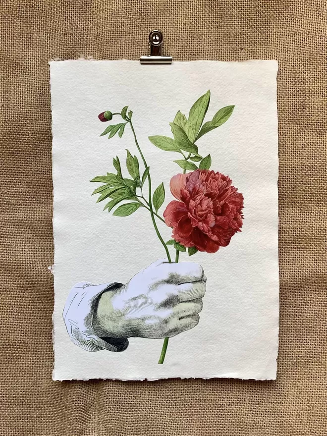 A monochrome illustration of a hand holding a colourful peony flower.