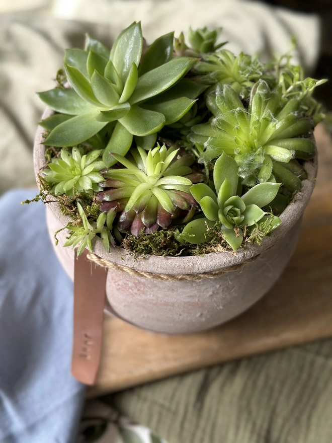 A top-down view of a distressed limewash terracotta pot filled with fresh sempervivum plant and finished with a personalised copper tag on hand-bound twine