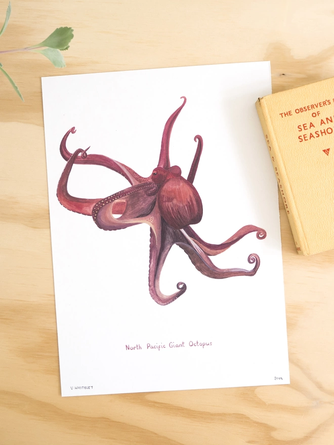 Illustration print of a North Pacific Giant Octopus on a white background on some wood next to an Observer Book