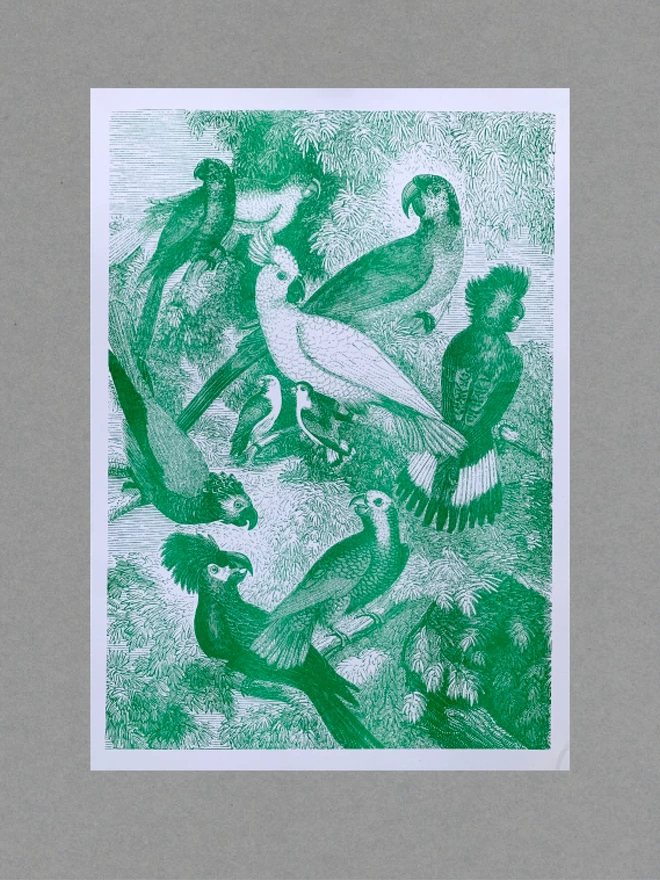 An A3 risograph print with green parrots and tropical birds.