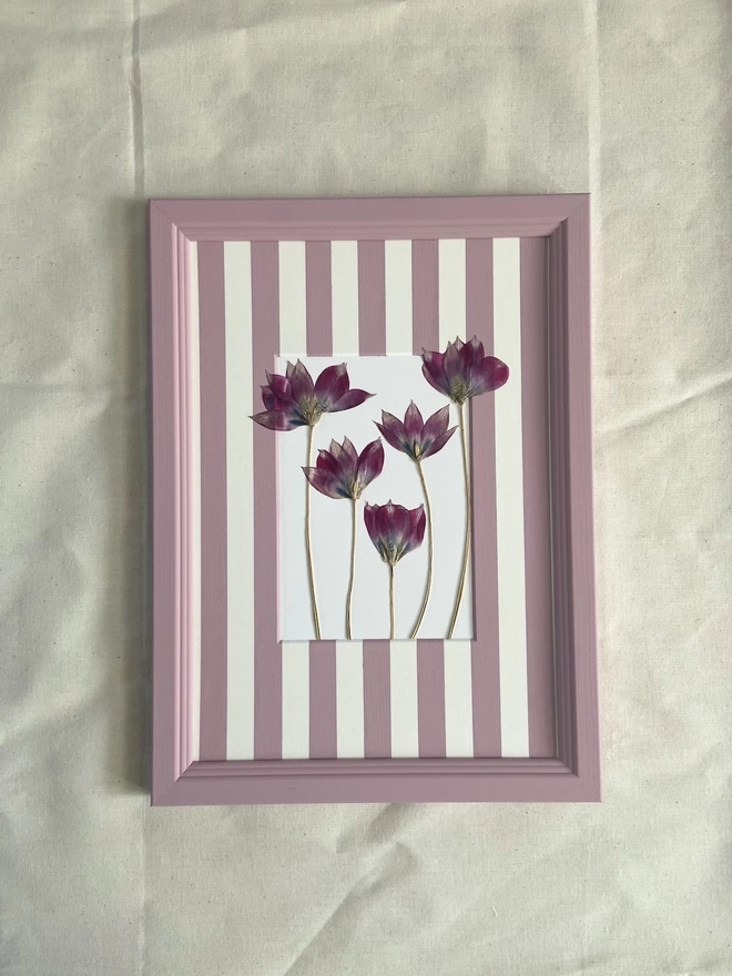 Pink tulip flowers in pink frame