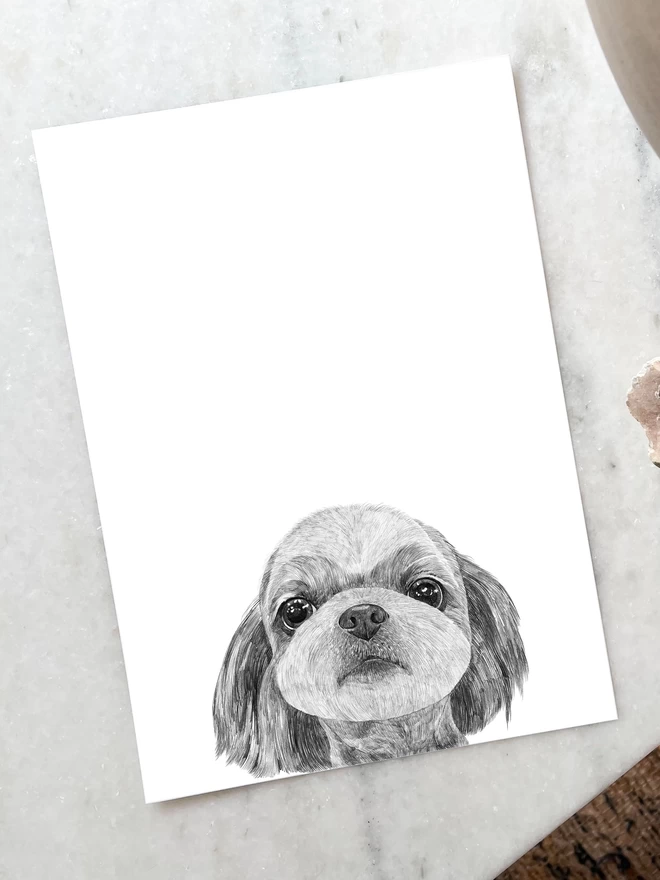 Art print of a hand drawn illustration of a maltese dog laying on a table