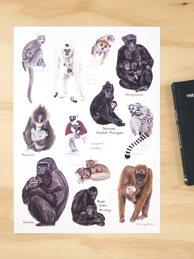 a print with a white background featuring a selection of primate mothers and their babies including monkeys, lemurs, chimpanzees, gorillas and orangutans.