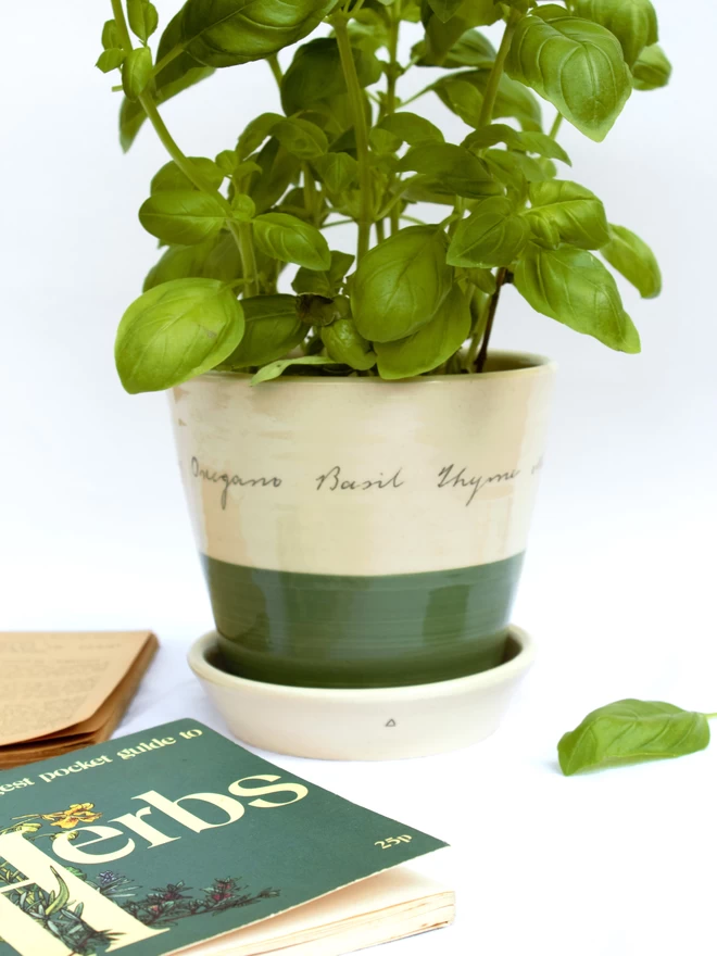 ceramic herb pot with basil plant