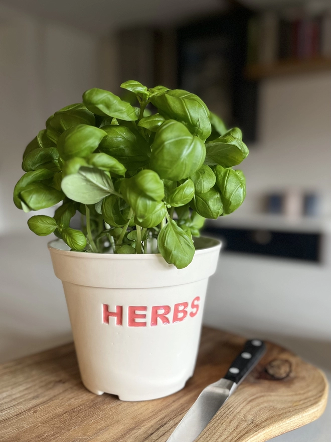 A fresh basil plant in Katie Brinsley handmade pot, HERBS is painted boldly in red on its side. 