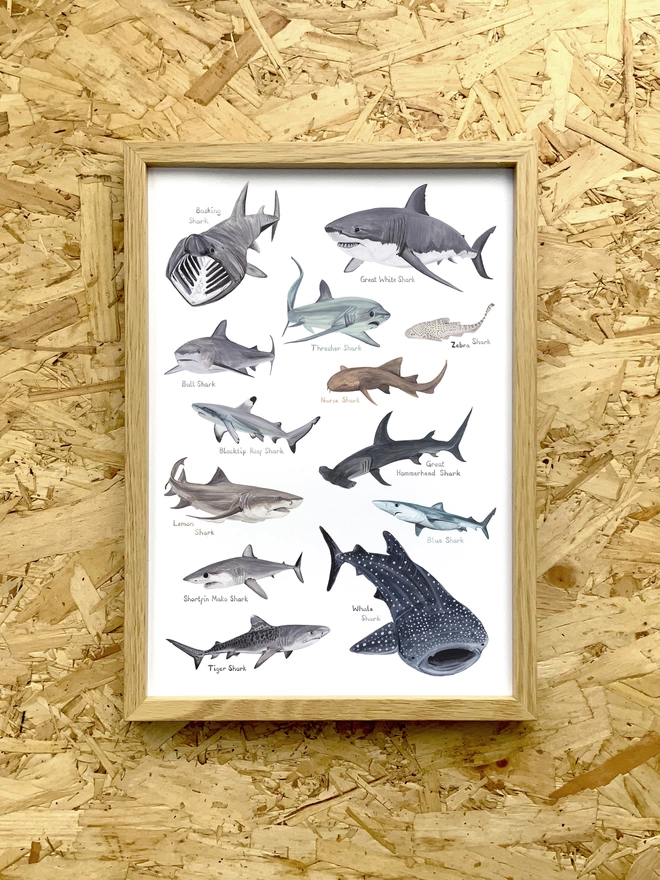 a print in a frame with a white background featuring a selection of illustrated sharks