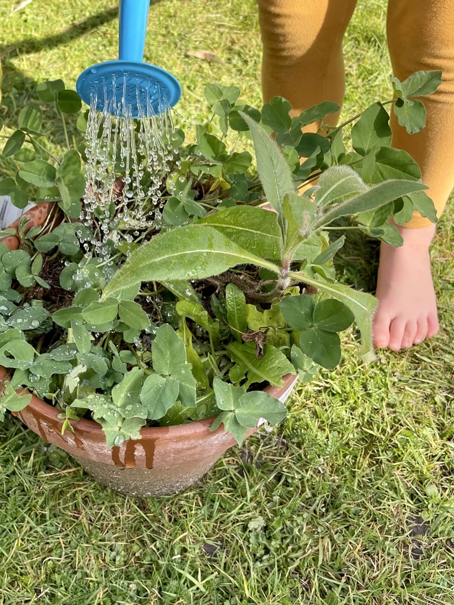 A child watering a pot of wildflower seedlings grown from Ruby & Bo plantable paper