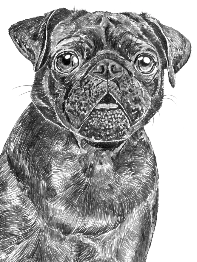 Detail of black pug dog art print
