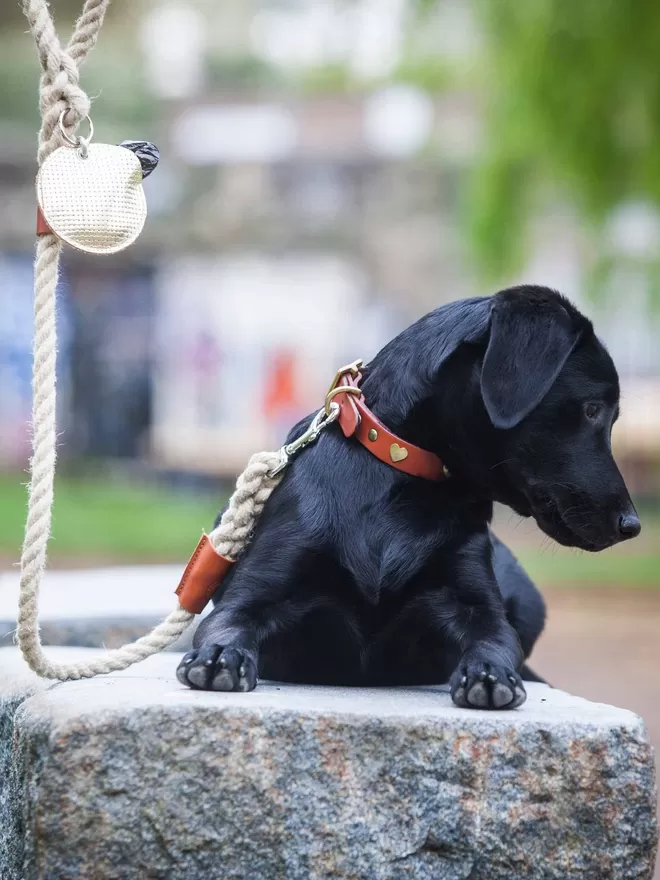 Poo Bag Pouch in Gold Leather On A rope Lead with a labrador