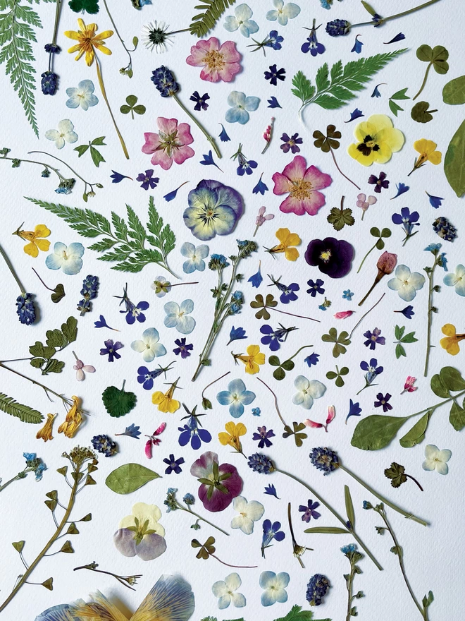 Assortment of pressed wildflowers, from Lucy’s flower press, used in her designs