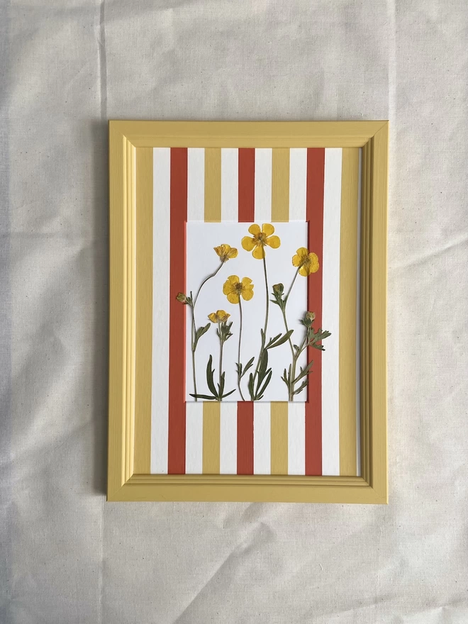 Yellow buttercup flowers in yellow frame