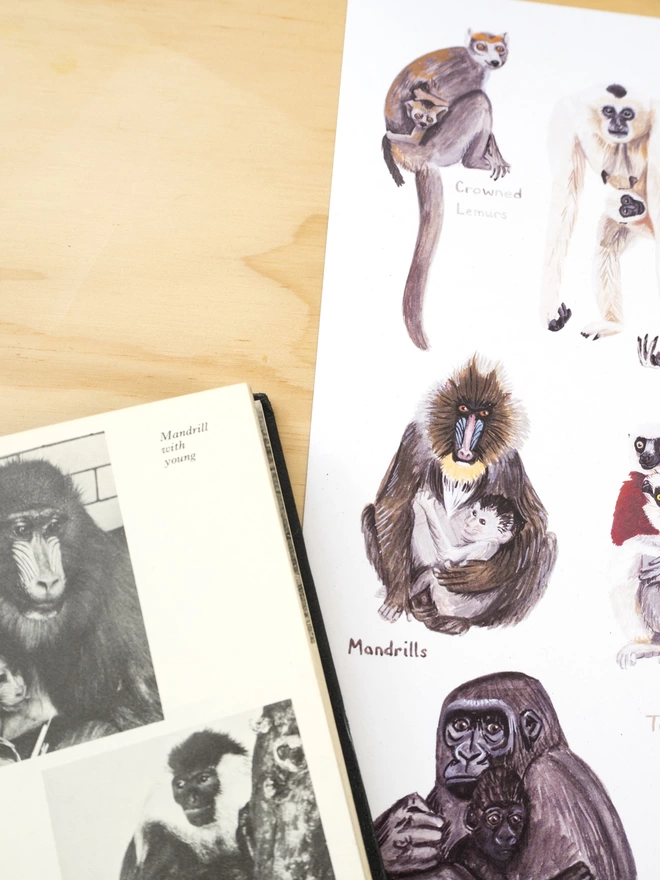 a close up of the print featuring a lemur, a gibbon, a mandrill and a gorilla and their babies