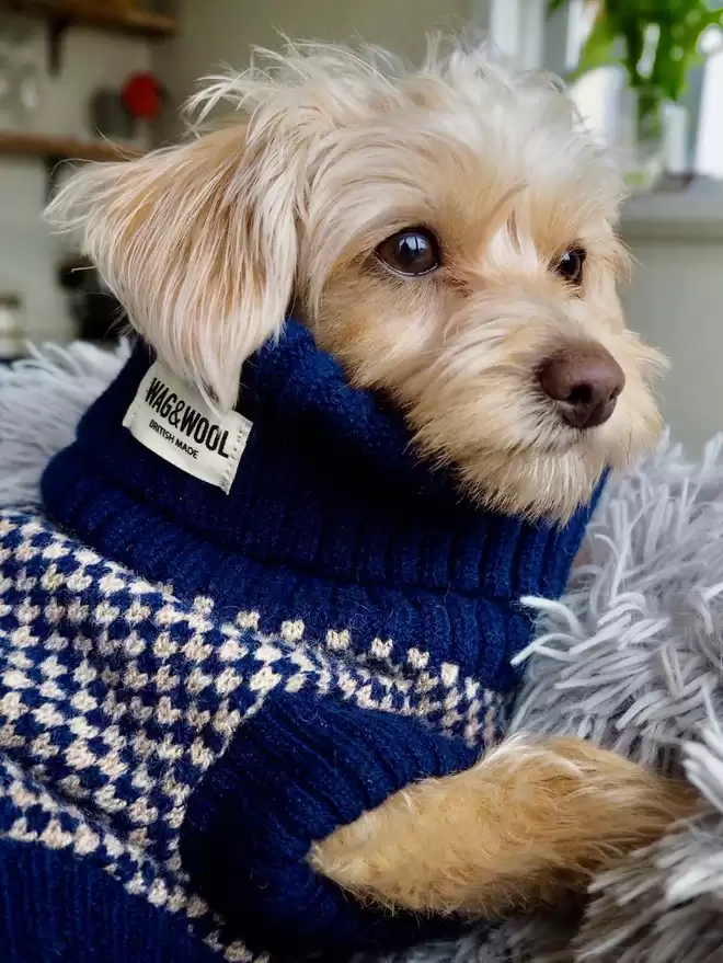 small dog in a nave dog jumper 