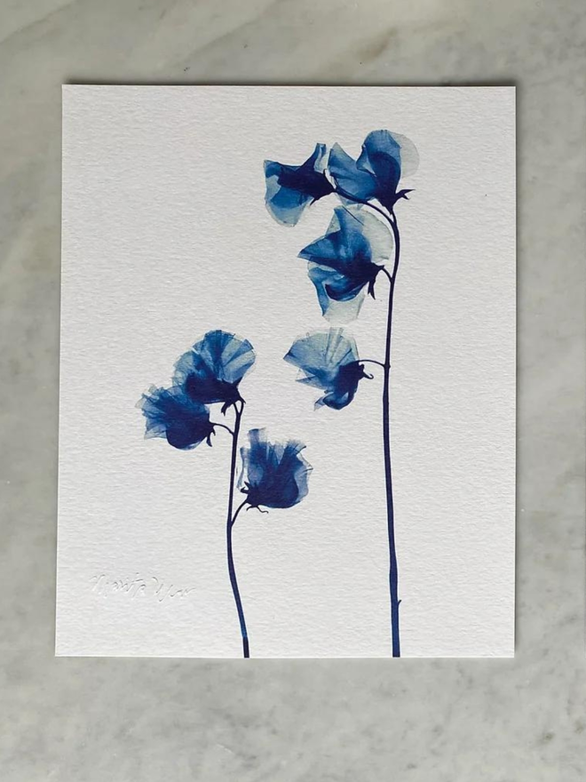 Sweet Pea Flower Botanical X-ray Print by Marita Wai 