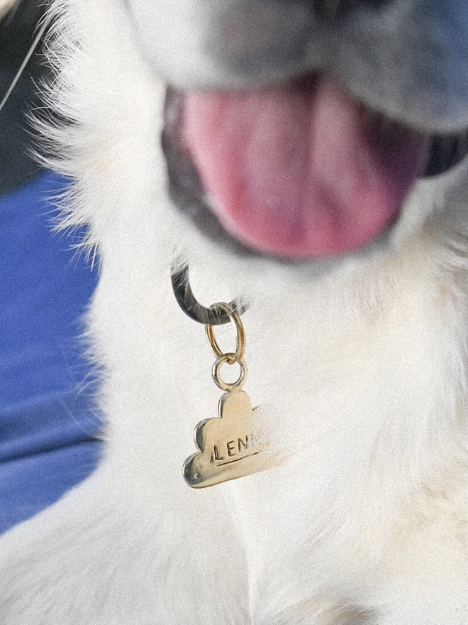 a white fluffy golden retriever wears a cloud shaped pet tag, his snoot is close to the camera and he is sticking out his tongue with the rest of his face out of shot.