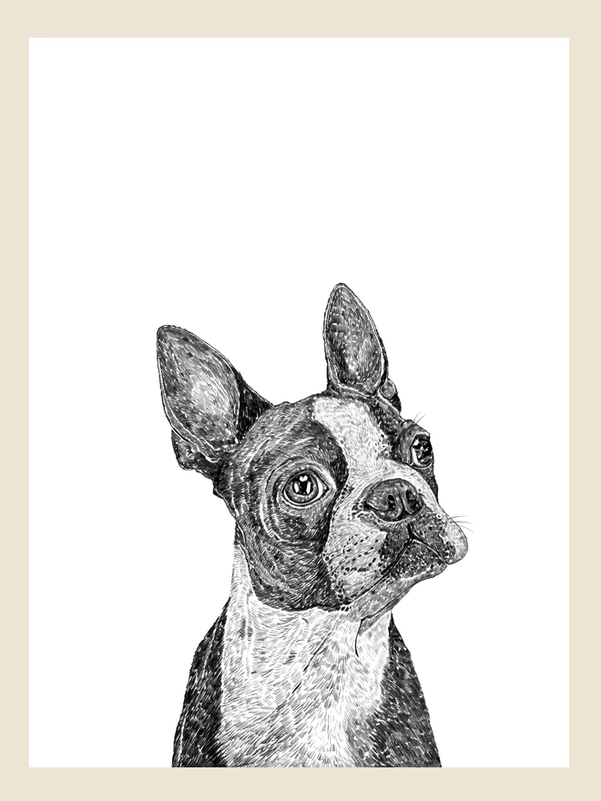 Artwork of boston terrier dog art print