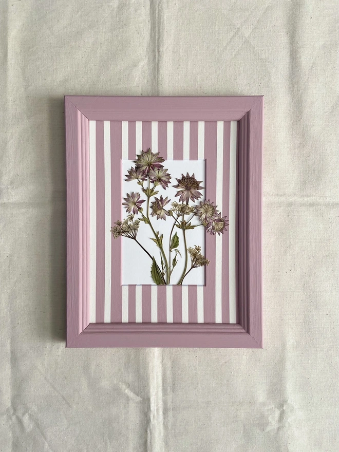 Pressed astrantia and cow parsley flowers in striped mount and frame